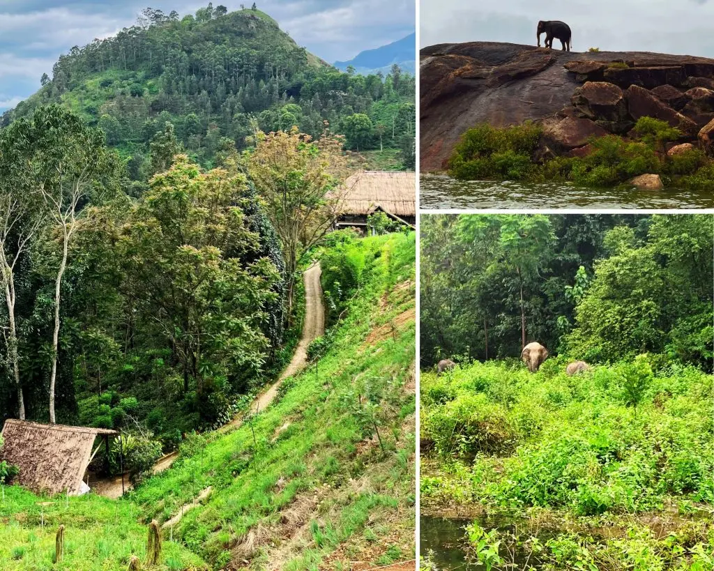 On a boat safari in Gal Oya National Park, we are fortunate to spot an entire family of elephants – the world’s only swimming elephants.